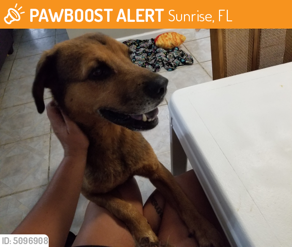 Found/Stray Male Dog last seen Winward Isle sunrise fl, Sunrise, FL 33323