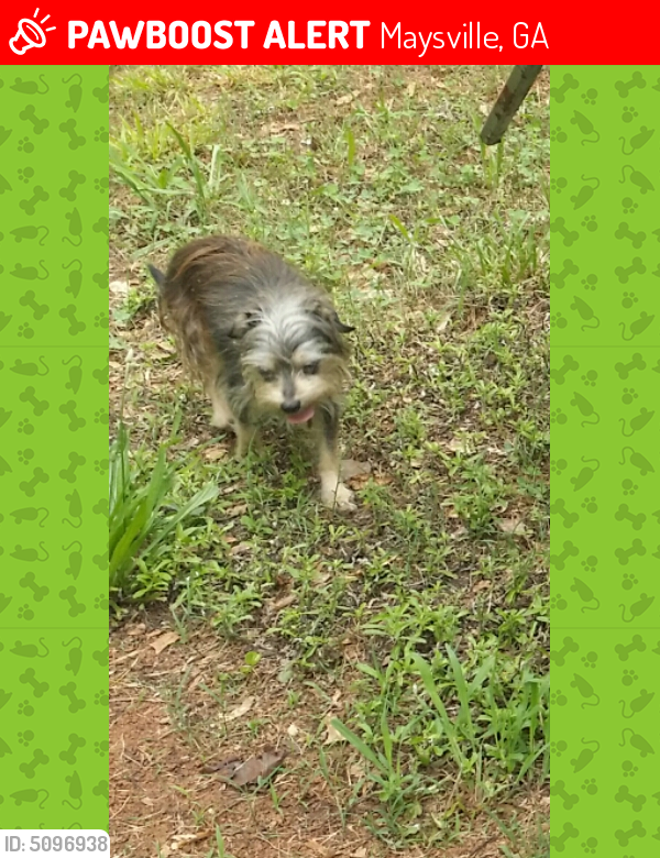 Lost Female Dog last seen Near Maysville Rd & N Main St, Maysville, GA 30558