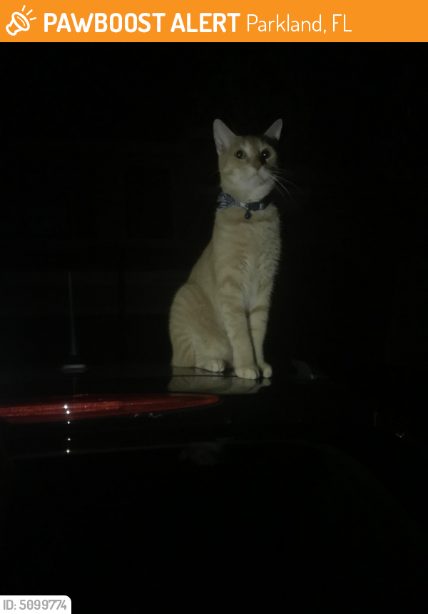 Found/Stray Unknown Cat last seen Near NW 74th Pl & NW 110th Dr, Parkland, FL 33076