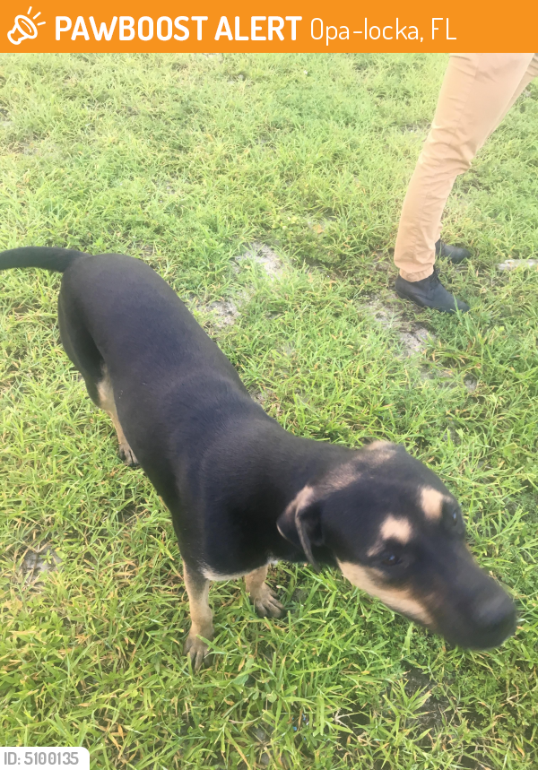 Found/Stray Male Dog last seen Near NW 151st St & NW 27th Ave, Opa-locka, FL 33054