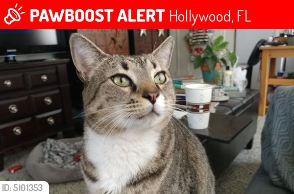 Lost Male Cat last seen Near Lincoln St, Hollywood FL 33020, Hollywood, FL 33020