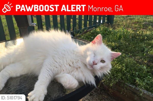 Lost Male Cat last seen Bradley Gin Rd NW and Snip Dillard Rd, Monroe, GA 30656