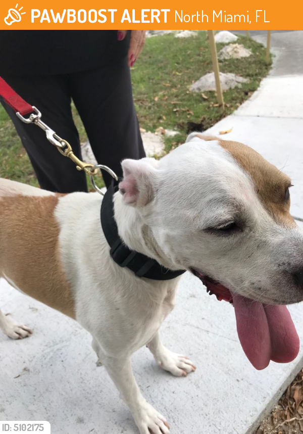 Found/Stray Male Dog last seen Near NW 128th St & NW 4th Ave, North Miami, FL 33168