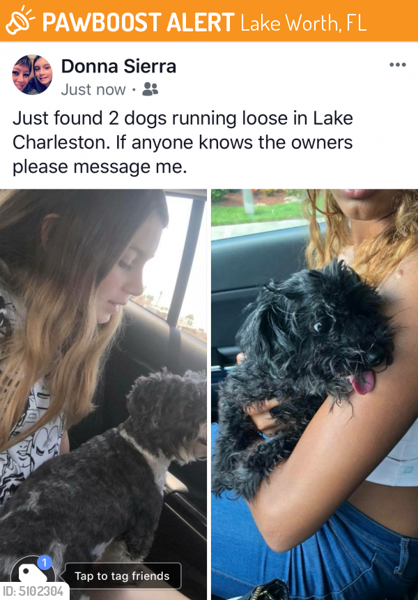 Surrendered Unknown Dog last seen Near Lake Charleston Rd & Jog Rd, Lake Worth, FL 33467