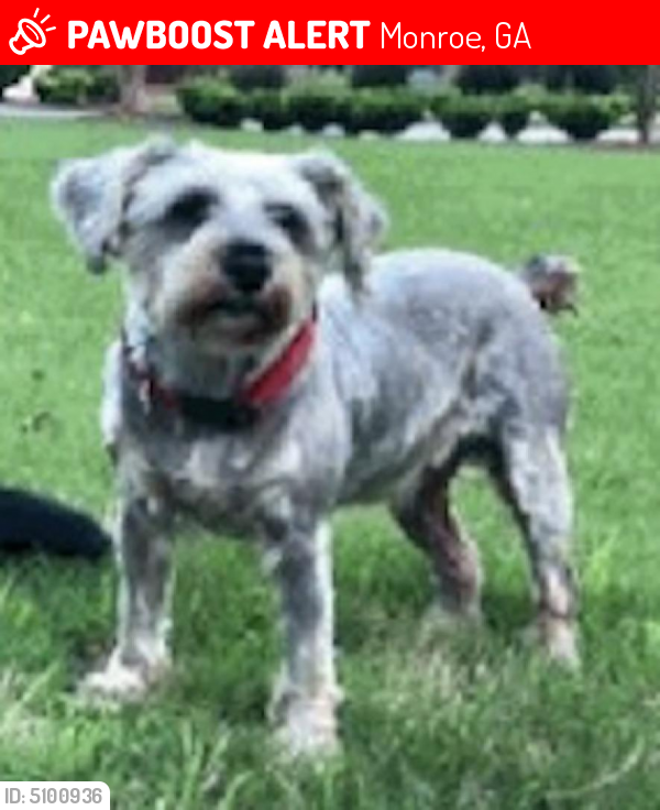 Lost Female Dog last seen Near Ramesh Lane, Monroe, GA, USA, Monroe, GA 30656