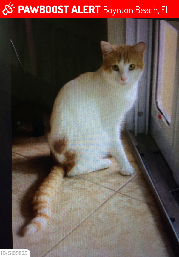 Lost Male Cat last seen Ravenna Lakes Dr, Boynton Beach, FL 33473