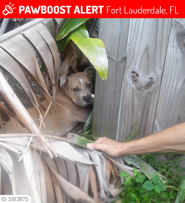 Lost Female Dog last seen Near SE 12th Ct & SE 15th Ave, Fort Lauderdale, FL 33316
