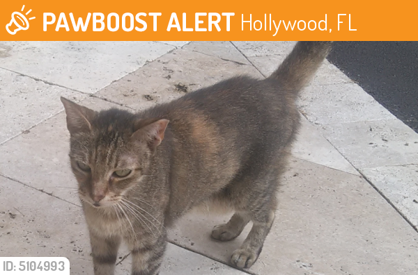 Rehomed Unknown Cat last seen Near N Ocean Dr & north beach, Hollywood, FL 33019