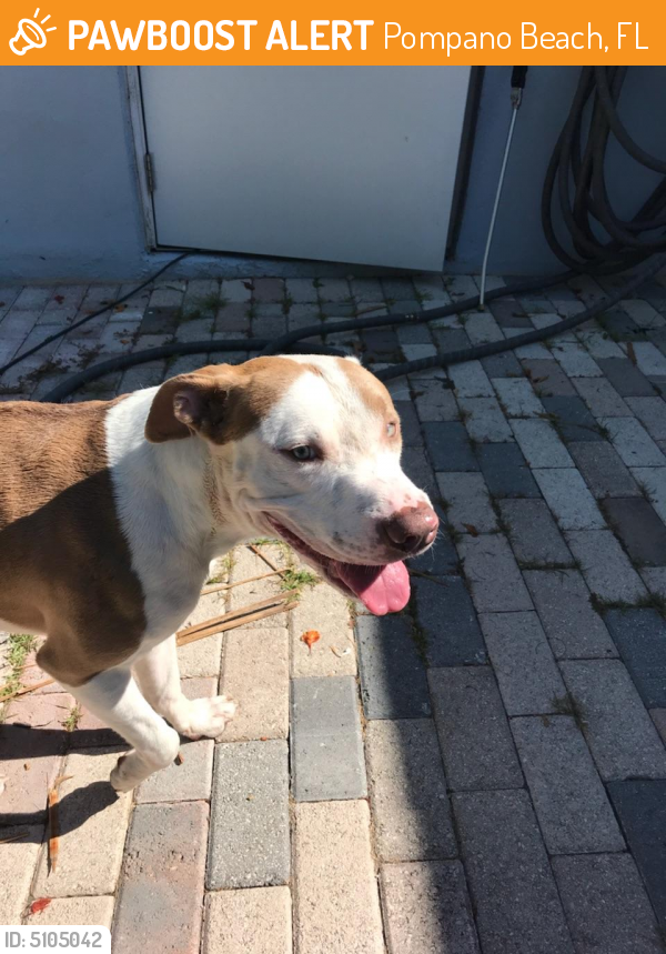 Found/Stray Male Dog last seen Near NE 13th Ave & NE 35th St, Pompano Beach, FL 33064