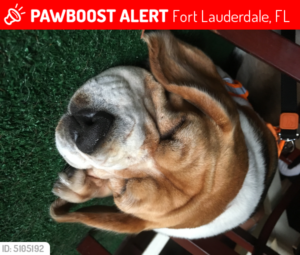 Lost Female Dog last seen Near NW Flagler Ave & NW 1st Ave, Fort Lauderdale, FL 33301