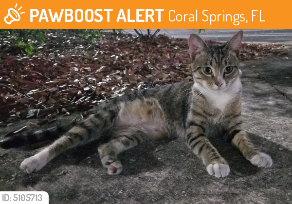 Found/Stray Female Cat last seen Near Turtle Creek Dr & Terrapin Ln, Coral Springs, FL 33067