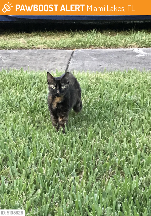 Found/Stray Unknown Cat last seen Near Harris Pl & Harris Ter, Miami Lakes, FL 33014