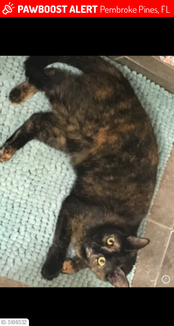 Lost Female Cat last seen Near NW 94th Ter & NW 15th Ct, Pembroke Pines, FL 33024