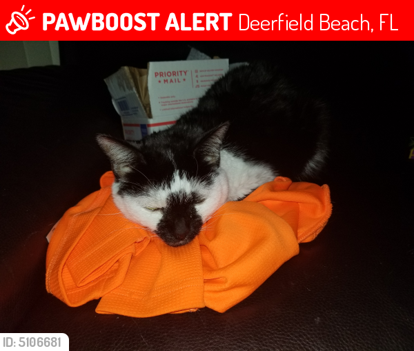 Lost Female Cat last seen Military and 5th deerfield beach , Deerfield Beach, FL 33442