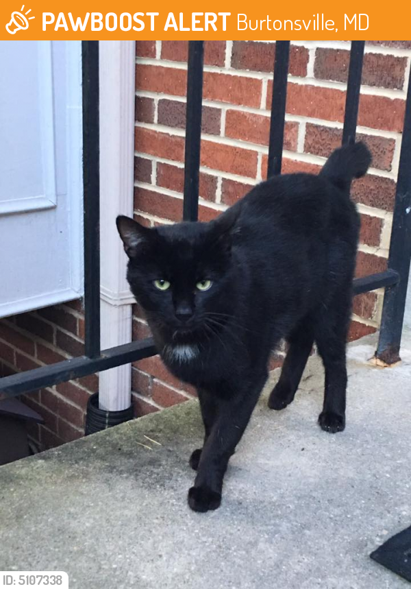 Found/Stray Unknown Cat last seen Columbia Pike and Greencastle Rd, Burtonsville, MD, USA, Burtonsville, MD 20866
