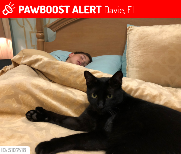 Lost Male Cat last seen Near SW 44th St & SW 131st Ave, Davie, FL 33330