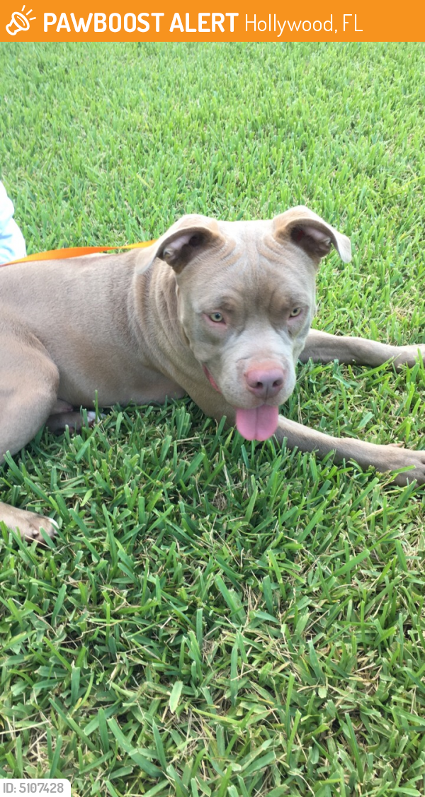 Rehomed Male Dog last seen Near Hollywood Blvd & N 32nd Ave, Hollywood, FL 33020