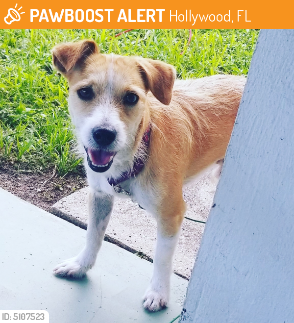Found/Stray Male Dog last seen Near Eaton St & NW 76th Ave, Hollywood, FL 33024