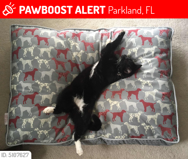 Lost Male Cat last seen Near Trl End & Majestic Trl, Parkland, FL 33076