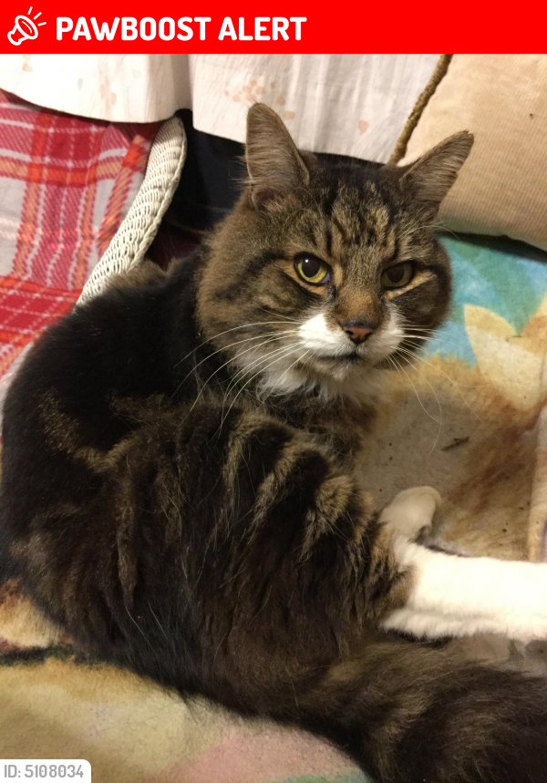 Lost Male Cat last seen Near Headswell Avenue, Bournemouth, England BH10 6JZ