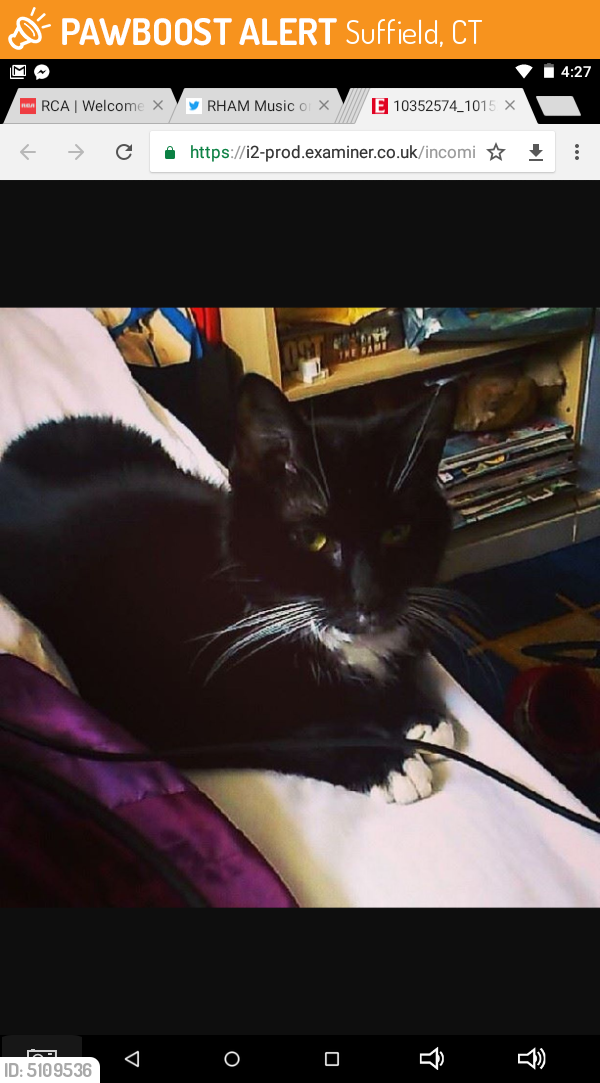 Found/Stray Female Cat last seen Near Sheldon St & S Grand St, Suffield, CT 06093