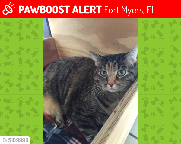 Lost Female Cat in Fort Myers, FL 33916 Named Josie (ID 5109996