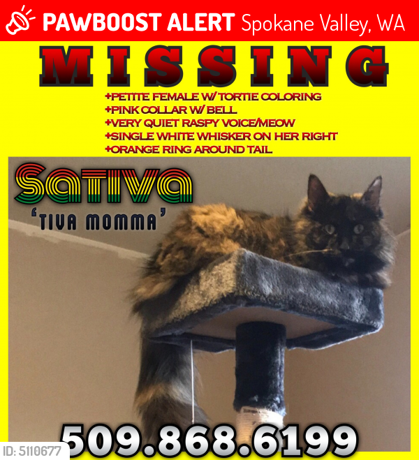Lost Female Cat In Spokane Valley Wa 99206 Named Sativa Id 5110677 Pawboost