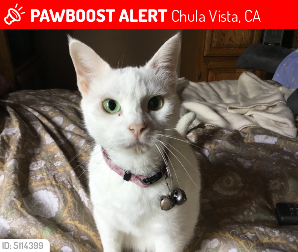 Lost Female Cat last seen Near E Queen Anne Dr & Theresa Way, Chula Vista, CA 91911
