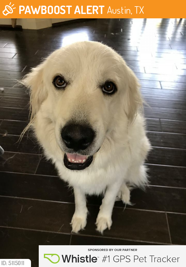 Found/Stray Female Dog last seen Near Texas Oaks Dr & Slaughter Lane, Austin, TX 78748