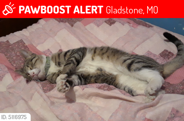 Lost Male Cat last seen Near NE 60 Ter & NE 61 St, Gladstone, MO 64118