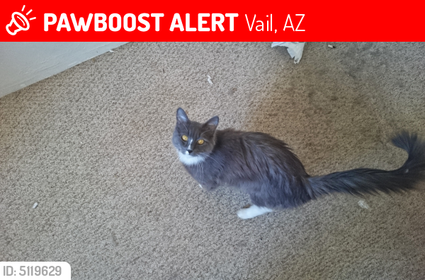 Lost Male Cat last seen Near W Bryan Scott Pl & J Niles Puckett Ave, Vail, AZ 85641