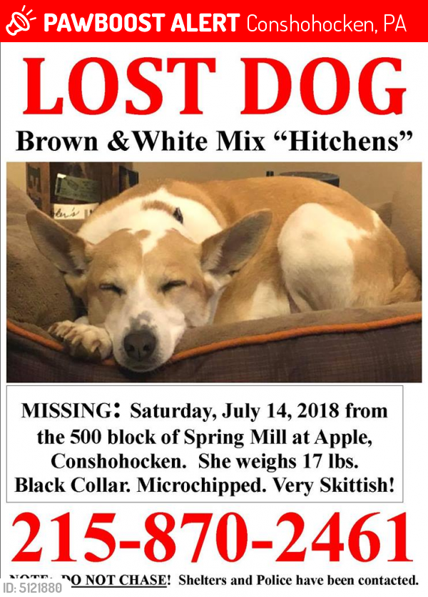Lost Female Dog last seen Near Spring Mill Ave & E 5th Ave, Conshohocken, PA 19428