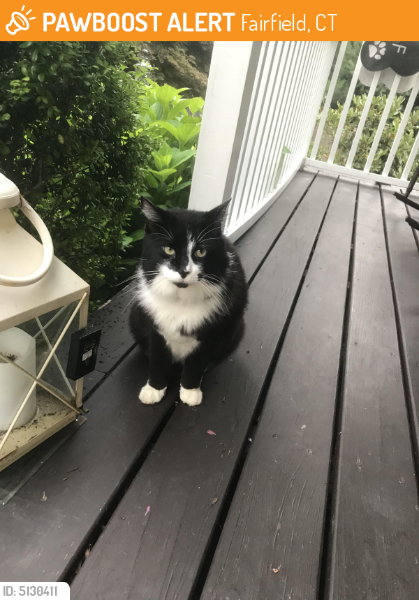 Found/Stray Unknown Cat last seen Near Brookside Dr & Galloping Hill Rd, Fairfield, CT 06824
