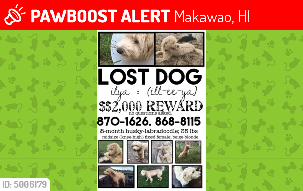 Lost Female Dog last seen Near Olinda Road, Makawao, HI, USA, Makawao, HI 96768