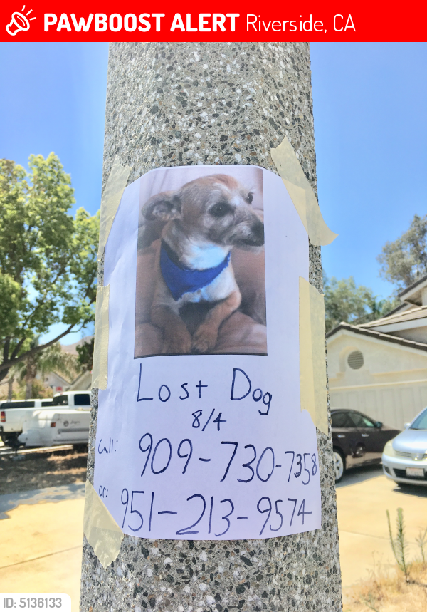 Lost Dog Terrier Mix in RIVERSIDE, CA - Lost My Doggie