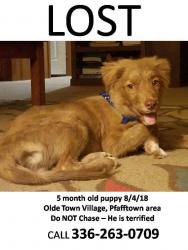 Reunited Male Dog last seen Near Lakeview Dr & Bethania Rd, Pfafftown, NC 27040