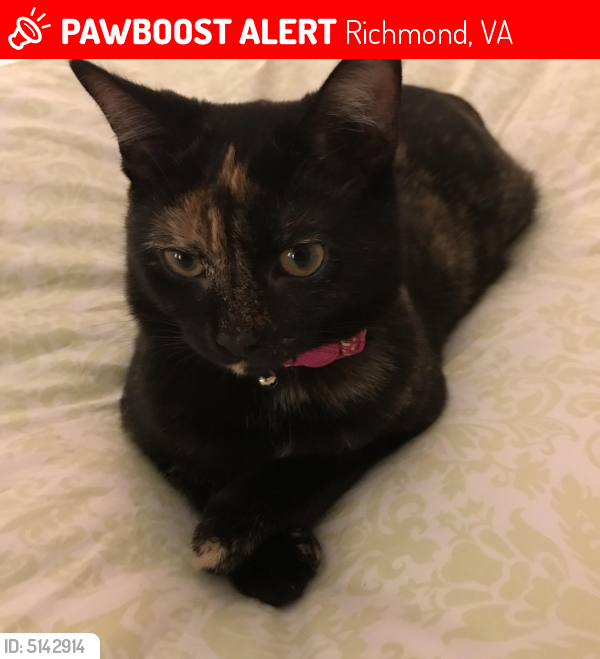 Lost Female Cat last seen Near West Ave & Boyd St, Richmond, VA 23220