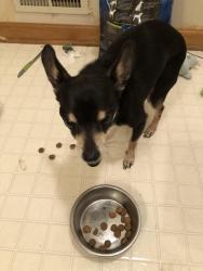 Reunited Male Dog last seen Near Winesap Drive, Austell, GA 30106