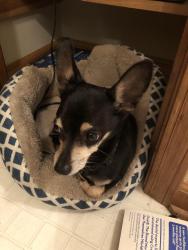 Reunited Male Dog last seen Near Winesap Drive, Austell, GA 30106