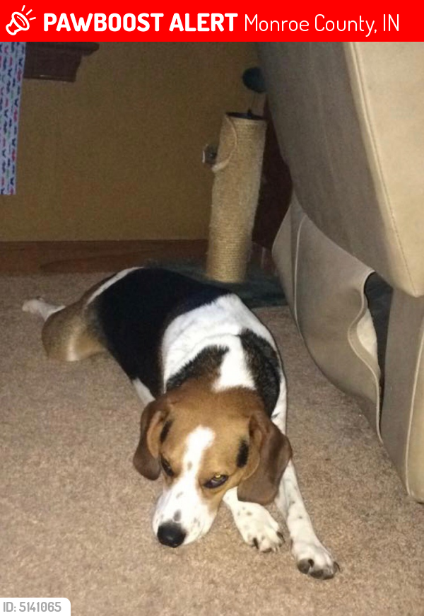Lost Male Dog last seen West Duvall Road, Bloomington, IN, USA, Monroe County, IN 47403