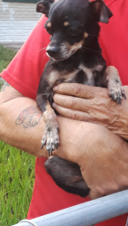 Reunited Male Dog last seen Near Oakhill St & Clay Pit Rd, Seffner, FL 33584