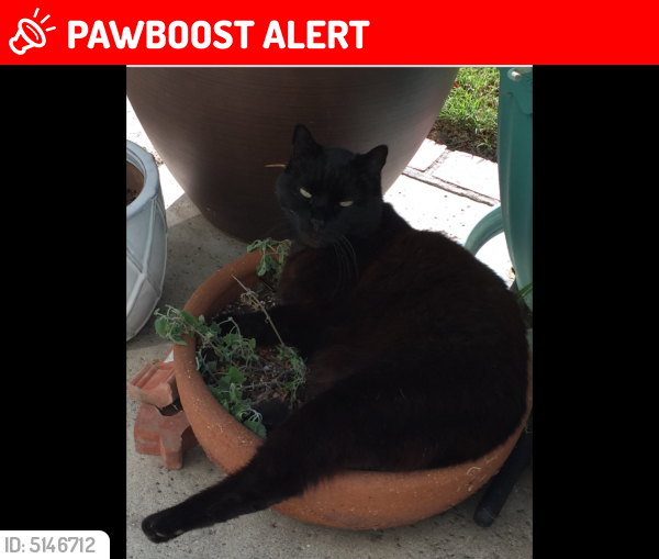Lost Male Cat last seen Near Margarita Ln & Fenwick Dr, Huntington Beach, CA 92647