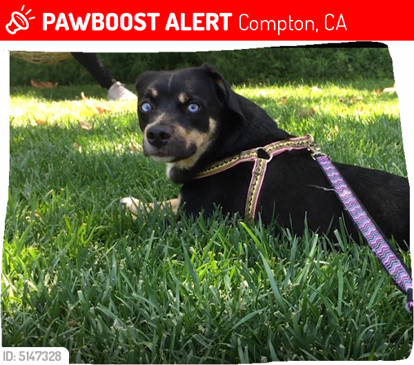Lost Male Dog last seen Near S Willowbrook Ave & W Indigo St, Compton, CA 90220