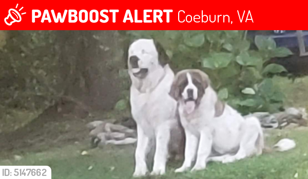 Lost Male Dog last seen Near Sammara Way, Coeburn, VA, USA, Coeburn, VA 24230