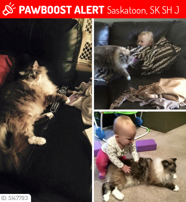Lost Male Cat last seen Near Main St, Saskatoon, SK, Canada, Saskatoon, SK S7H 0J9