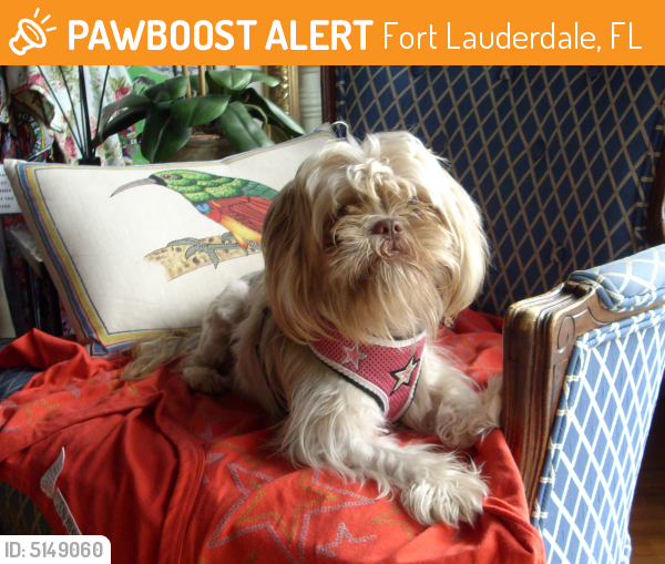 Rehomed Female Dog last seen Near SW 16th Ct & SW 6th Ave, Fort Lauderdale, FL 33316