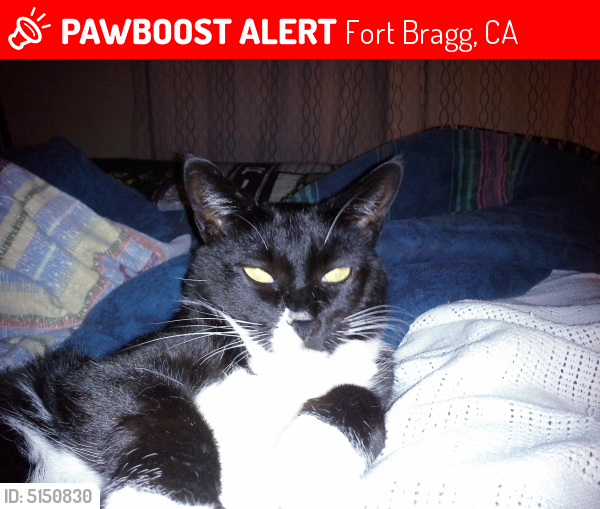 Deceased Male Cat last seen Near Airport Road, Fort Bragg, CA, USA, Fort Bragg, CA 95437