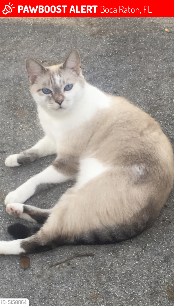 Lost Female Cat last seen Cardinal/9th , Boca Raton, FL 33486