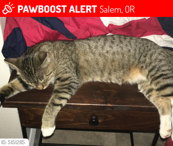 Lost Female Cat in Salem, OR 97306 Named Cinnamon (ID 5151285) PawBoost
