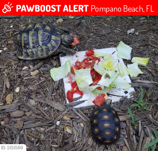 Lost Male Reptile last seen Near NE 7th Terr & NE 26th Ct, Pompano Beach, FL 33064